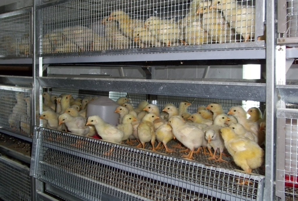 Nell’area di crisi l’avicolo “tira”. E spunta un’altra grande impresa