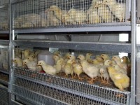 Nell’area di crisi l’avicolo “tira”. E spunta un’altra grande impresa