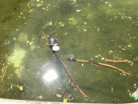 Restyling della villa, il Comune di Isernia è all’opera