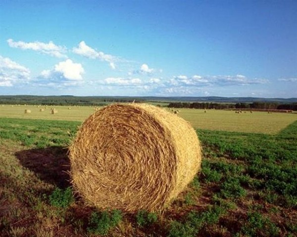 Misure a superficie del Psr, per le domande c’è tempo fino al 15 giugno