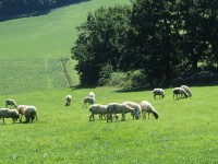 Utilizzo dei terreni agricoli, come presentare domanda