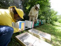 Inquinamento, l’Arpa mette al “lavoro” le api per indagare la qualità dell’aria e del suolo