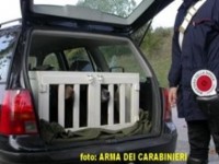Rubavano i cani e chiedevano il riscatto, beccati dai Carabinieri e denunciati per estorsione