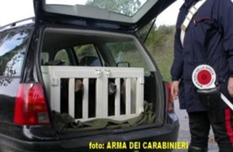 Rubavano i cani e chiedevano il riscatto, beccati dai Carabinieri e denunciati per estorsione