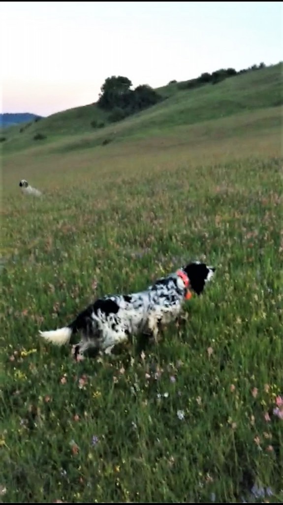 Rubati due setter a un cacciatore, indagano i Carabinieri di Venafro