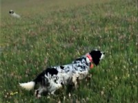 Rubati due setter a un cacciatore, indagano i Carabinieri di Venafro