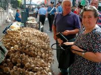 Il gusto sublime della tradizione da assaporare: la cipolla iserniana