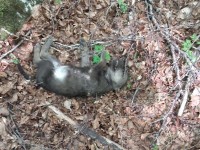 Intera cucciolata di lupi trovata morta nel Parco nazionale d’Abruzzo, Lazio e Molise
