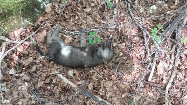 Intera cucciolata di lupi trovata morta nel Parco nazionale d’Abruzzo, Lazio e Molise