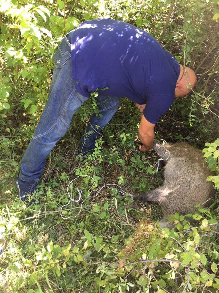 Isernia, panico in contrada Le Piane. Il cinghiale finisce in ‘trappola’
