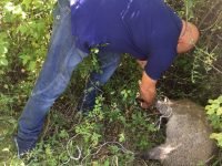 Isernia, panico in contrada Le Piane. Il cinghiale finisce in ‘trappola’