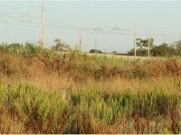 Erba alta a Isernia, infuria la polemica sul web