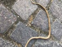 Isernia, serpente a spasso nel piazzale dell’ospedale: infuria la polemica