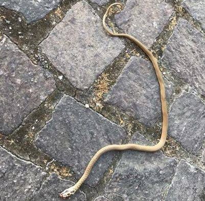 Isernia, serpente a spasso nel piazzale dell’ospedale: infuria la polemica