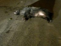 Scooter investe cinghiale, due feriti: grave ragazza