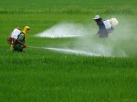 Un milione di firme per dire no al glifosato, battaglia vinta per il Movimento consumatori