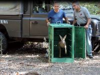 Liberato nei boschi il cucciolo di capriolo salvato a maggio dai veterinari dell’Asrem