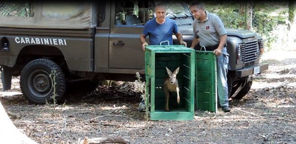 Liberato nei boschi il cucciolo di capriolo salvato a maggio dai veterinari dell’Asrem