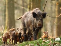 Cinghiali nell’area del Matese, residenti oltre l’esasperazione