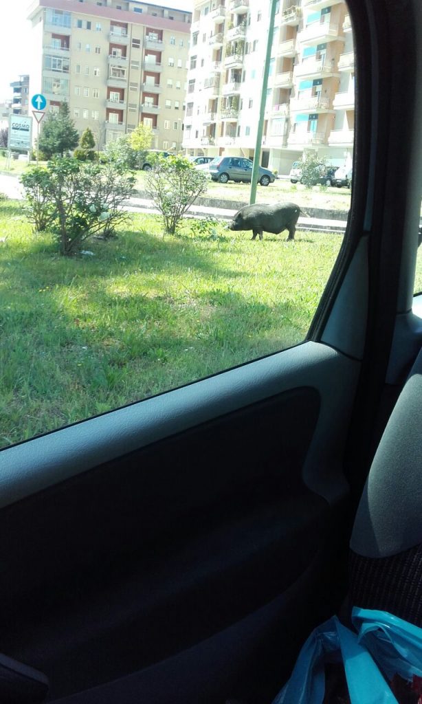 Cinghiali a spasso in città