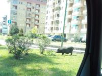 Cinghiali a spasso in città