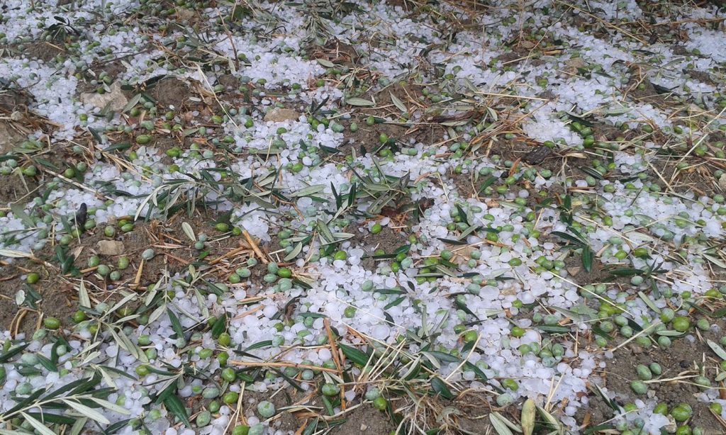 Grandine colpo di grazia, Sos di quattro associazioni a Facciolla