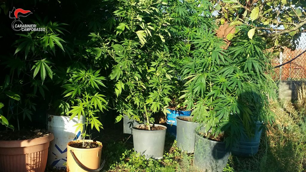 Arbusti di marijuana di oltre 2 metri nell’orto, 41enne del capoluogo in manette