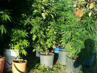 Arbusti di marijuana di oltre 2 metri nell’orto, 41enne del capoluogo in manette