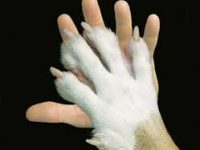 Maltrattamenti sugli animali, per fortuna non siamo tutti uguali