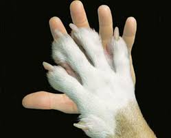 Maltrattamenti sugli animali, per fortuna non siamo tutti uguali