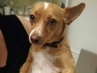 A Ururi c’è chi avvelena i cani, parte la petizione