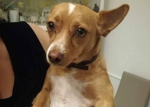 A Ururi c’è chi avvelena i cani, parte la petizione