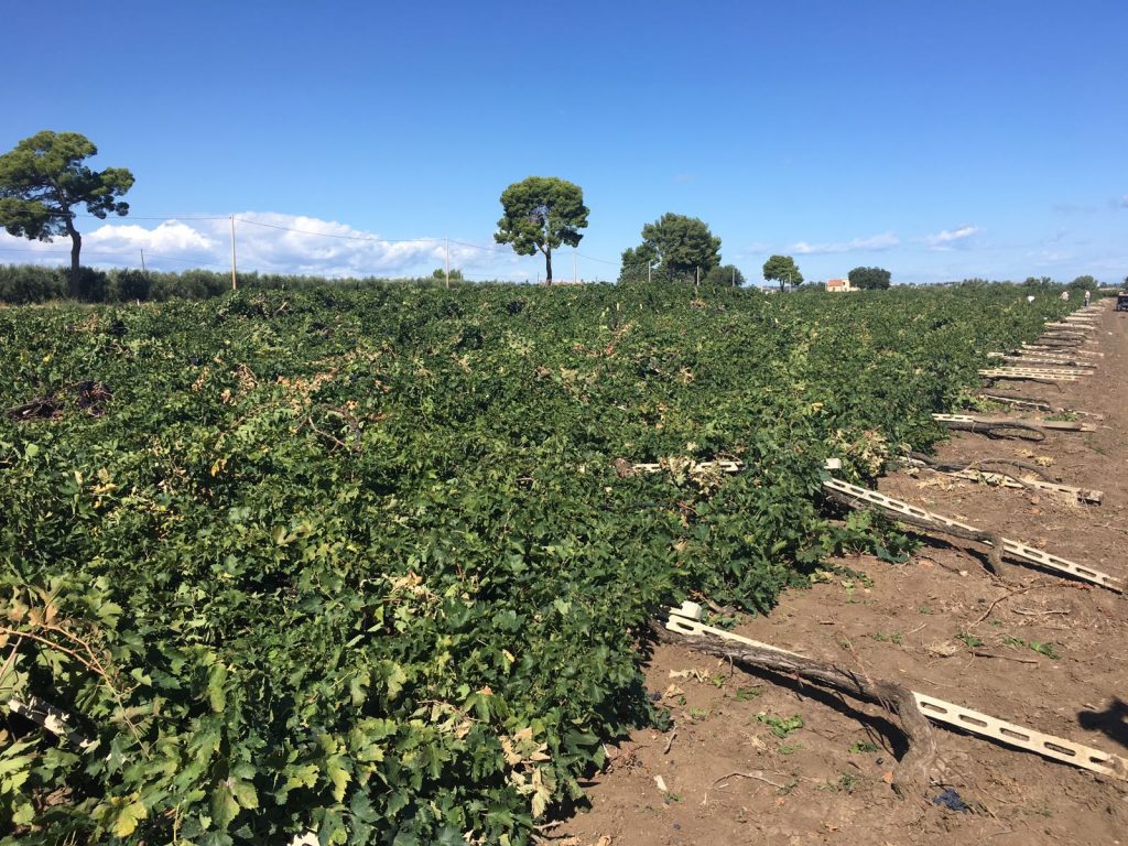 Vigneti distrutti a Campomarino, incontro con tre dei vitivinicoltori