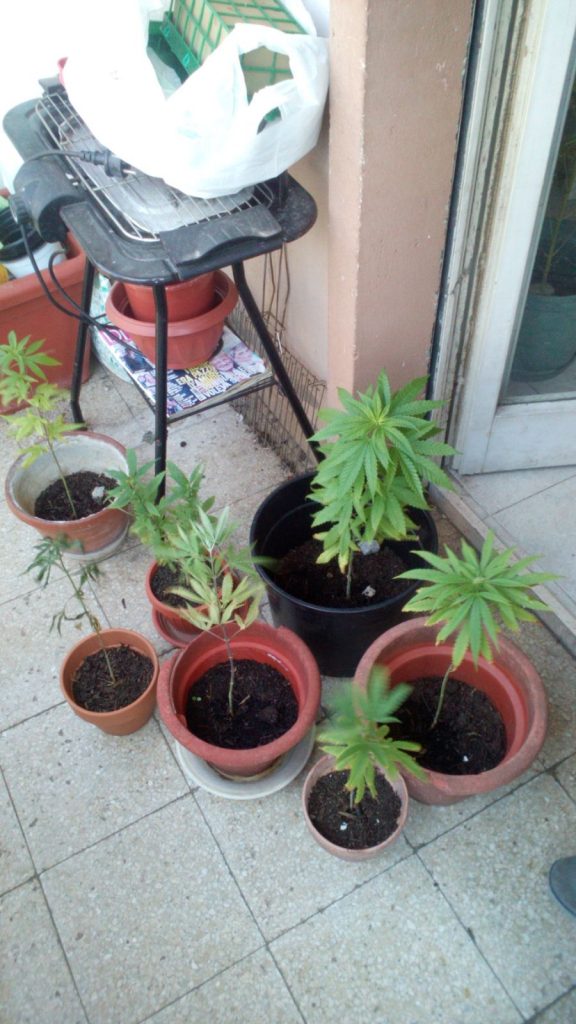 Piante di marijuana sul terrazzo di casa, nei guai una coppia di coniugi campobassani