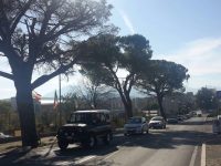 Taglio dei pini secolari ad Isernia. Esplode la rabbia in città