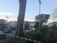 Inutili le proteste: ad Isernia addio ai pini su Viale 3 Marzo