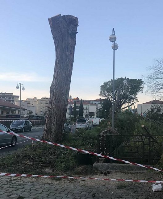 Inutili le proteste: ad Isernia addio ai pini su Viale 3 Marzo