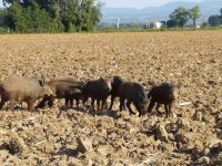 Emergenza cinghiali in alto Molise, situazione non più sostenibile