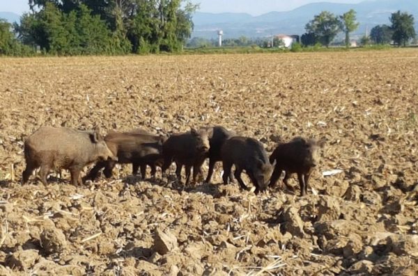 Emergenza cinghiali in alto Molise, situazione non più sostenibile