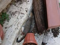 Strage di gatti nel centro storico di Campobasso: sono stati avvelenati. Appello su Fb al sindaco