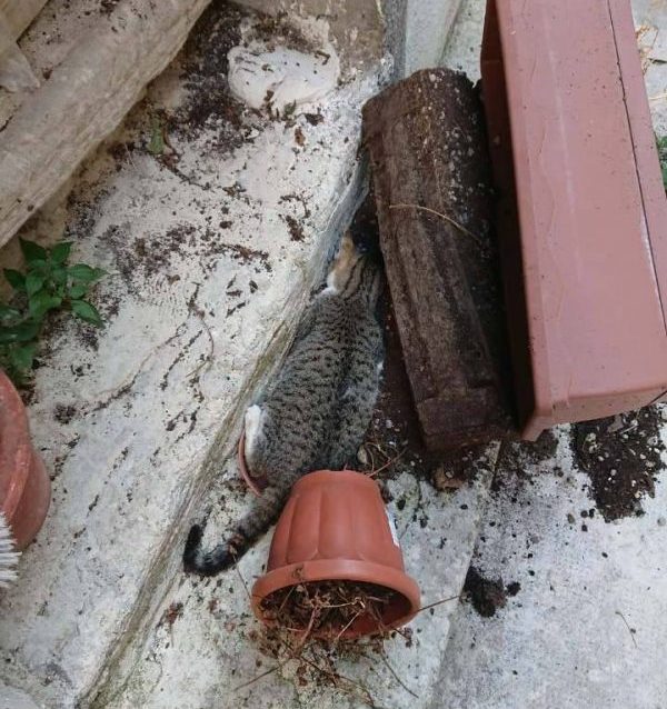 Strage di gatti nel centro storico di Campobasso: sono stati avvelenati. Appello su Fb al sindaco
