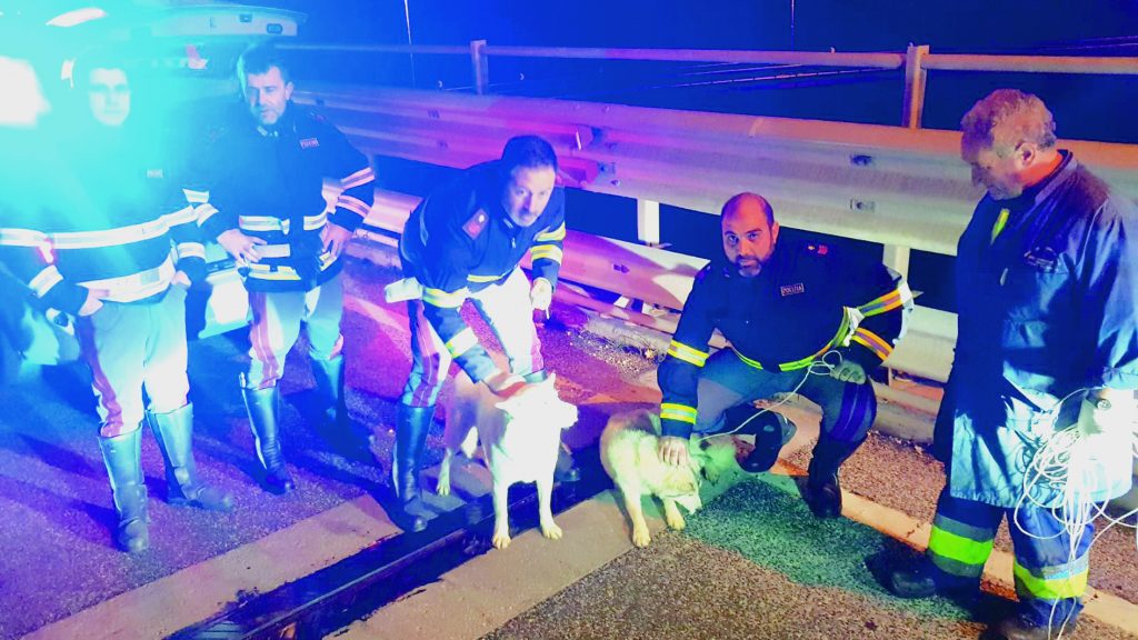 Husky sulla Statale Venafrana, ritrovato il proprietario