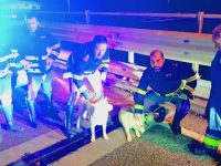 Husky sulla Statale Venafrana, ritrovato il proprietario