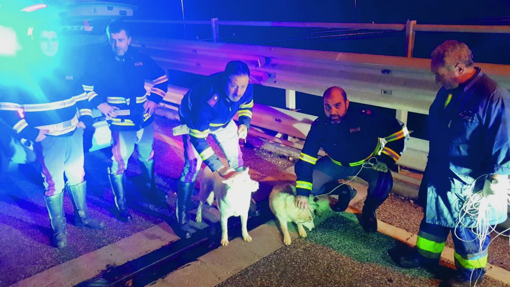 Due husky a spasso sulla statale 85 salvati dalla Polizia di Isernia