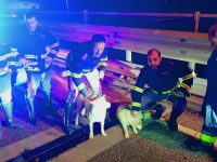 Due husky a spasso sulla statale 85 salvati dalla Polizia di Isernia