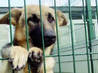 Canili e polemiche, il sindaco di Roccasicura: «La nostra struttura è eccellente»