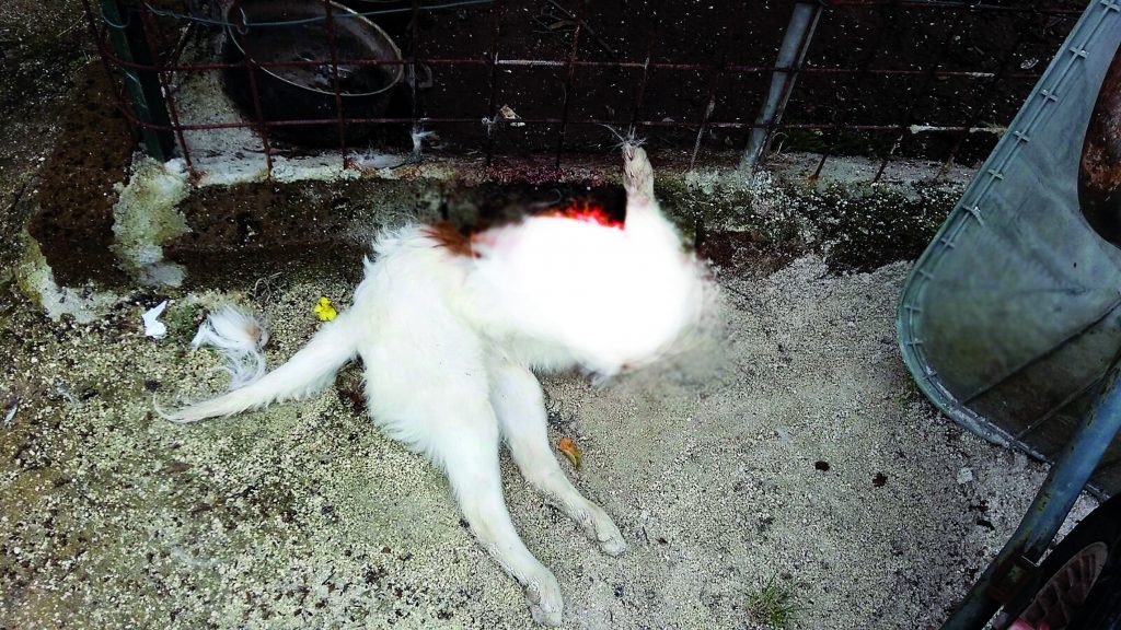 Venafro, cane decapitato in giardino: indaga la Forestale