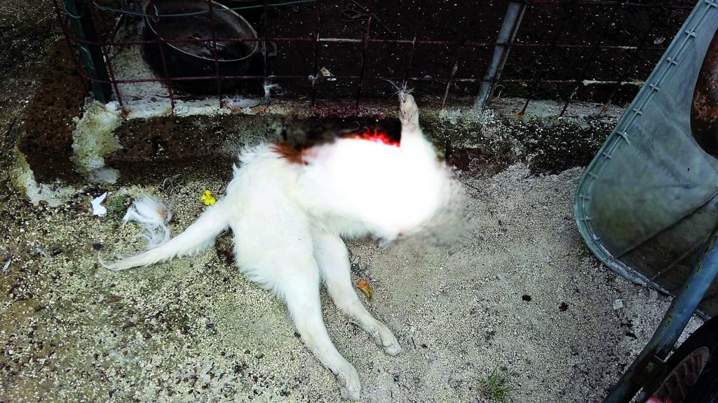 Venafro, cane decapitato in giardino: indaga la Forestale