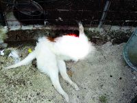 Venafro, cane decapitato in giardino: indaga la Forestale