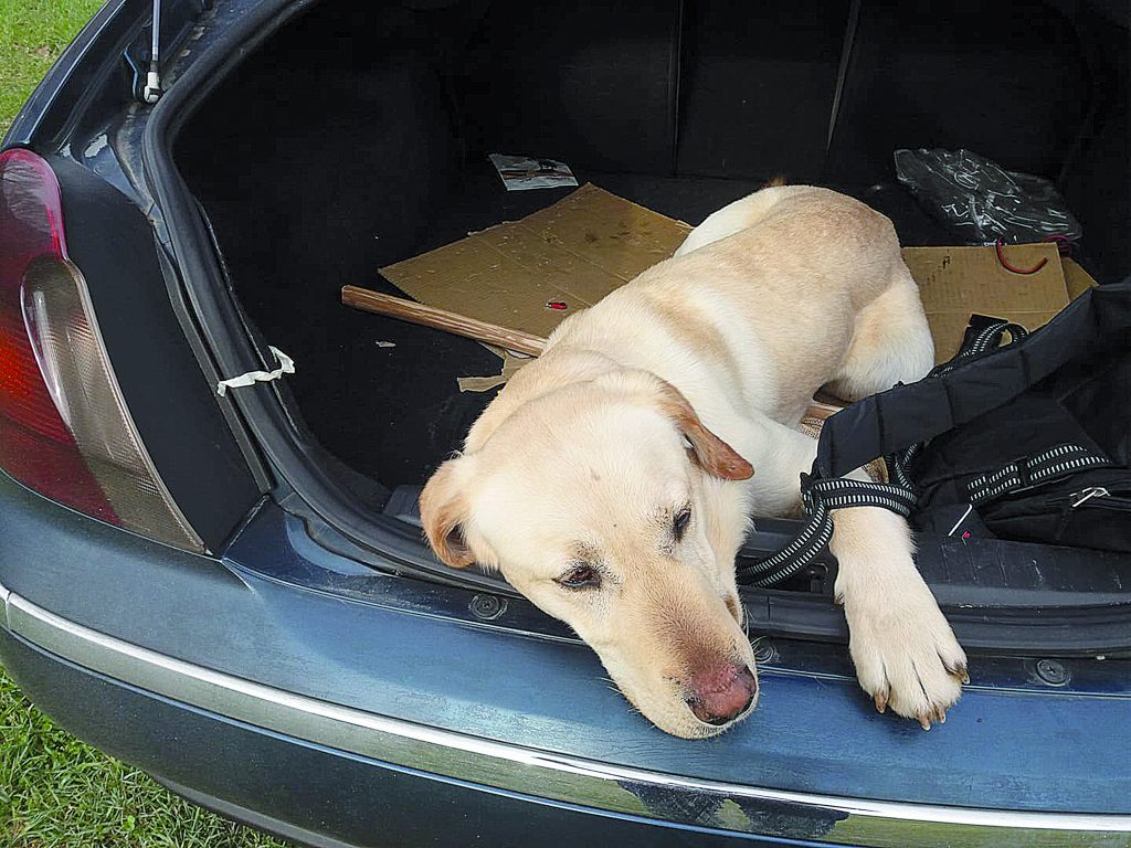 Ritrovato uno dei sei cani spariti a Venafro: forse era stato rubato